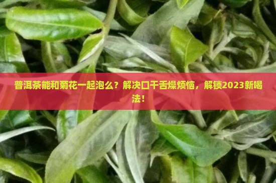 普洱茶能和菊花一起泡么