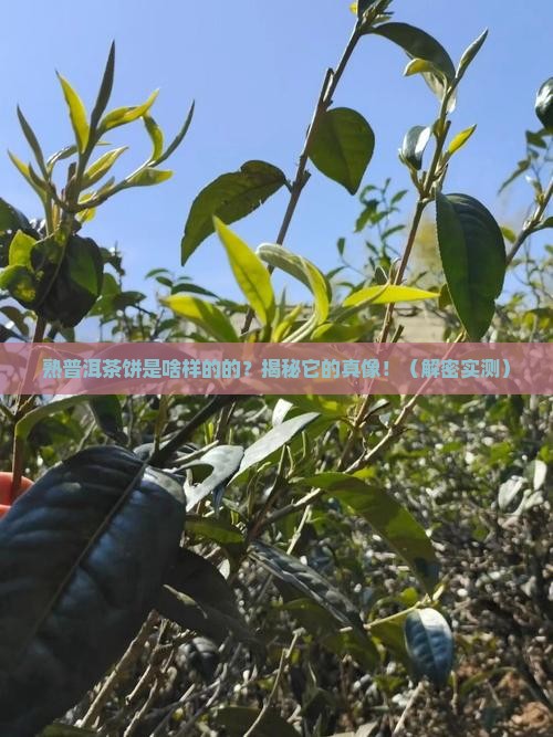 熟普洱茶饼是啥样的的