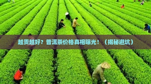 普洱茶价格越贵