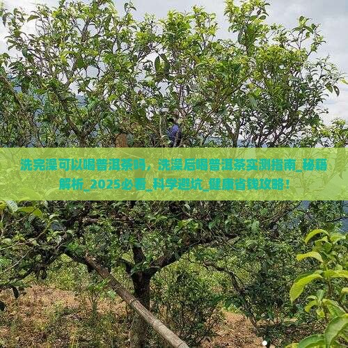 洗完澡可以喝普洱茶吗