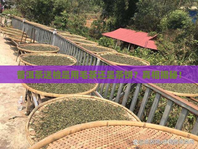 普洱茶送检是用毛茶还是茶饼