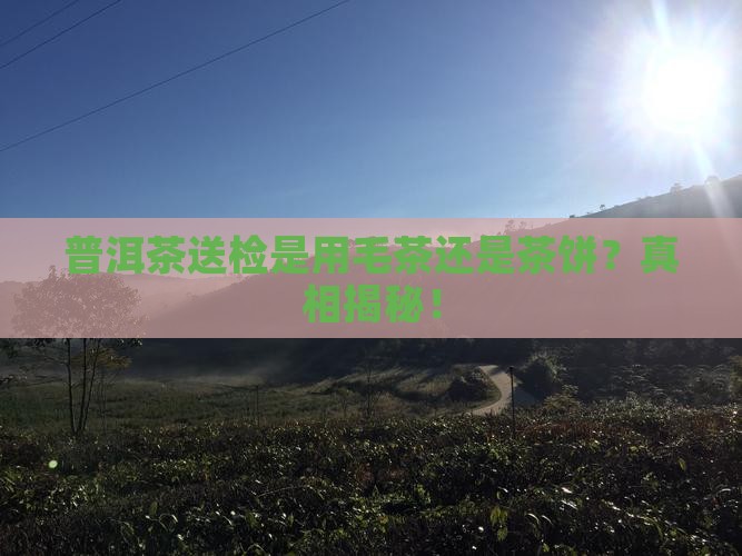 普洱茶送检是用毛茶还是茶饼