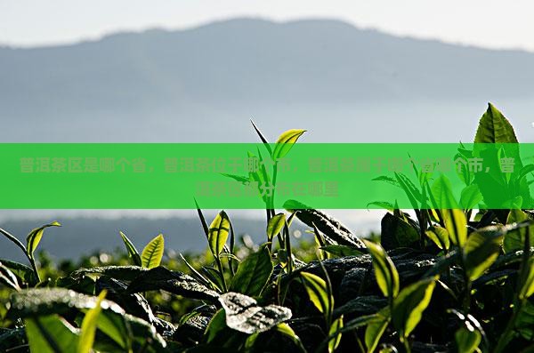 普洱茶区是哪个省