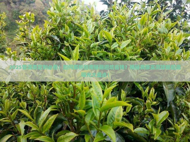 普洱茶定制叱咤风云