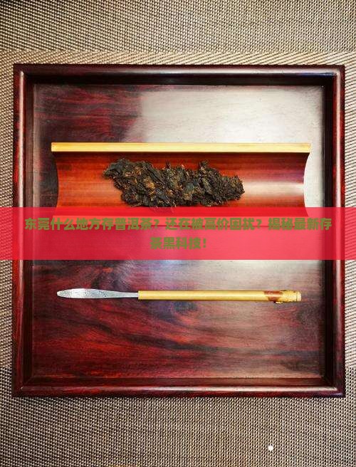 东莞什么地方存普洱茶