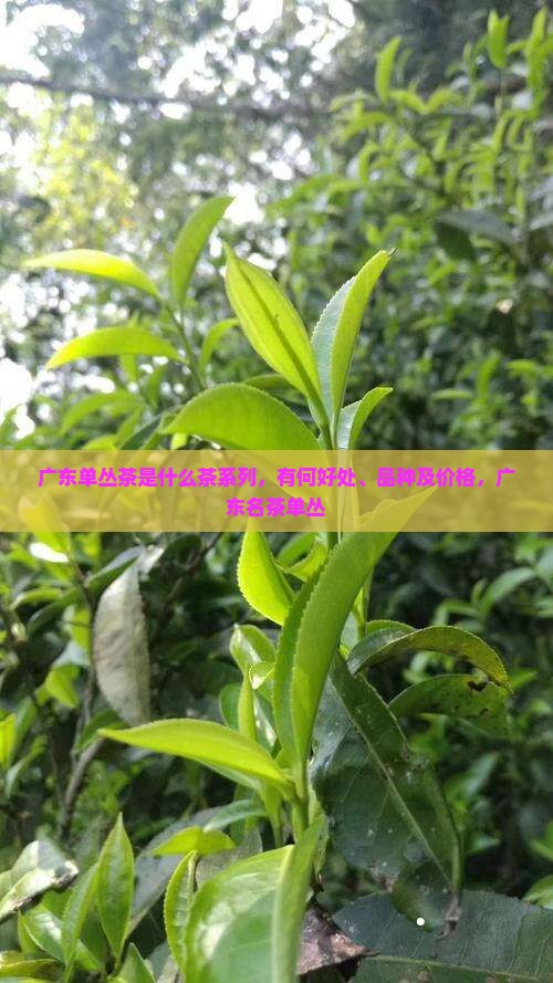 广东单丛茶是什么茶系