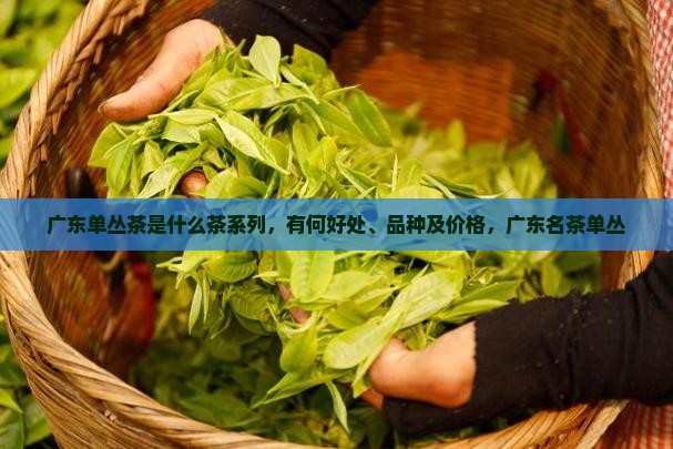广东单丛茶是什么茶系