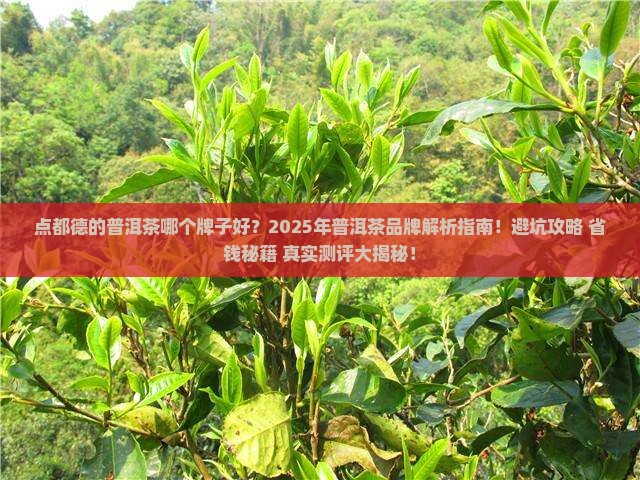 点都德的普洱茶哪个牌子