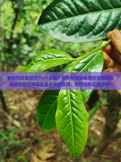 老树熟茶老班章