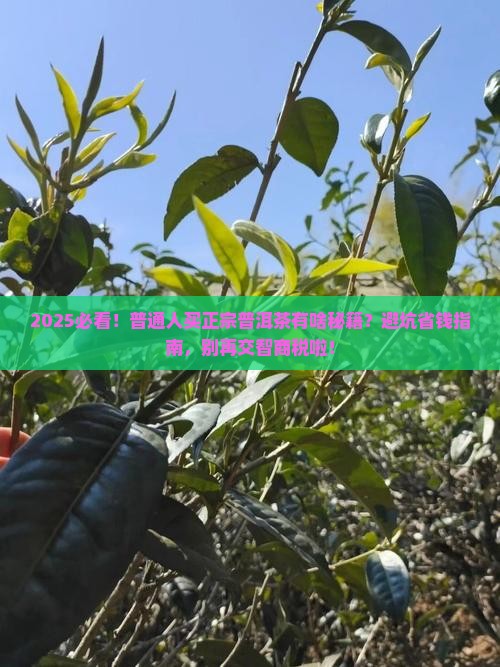 普通人买得到正宗普洱茶吗