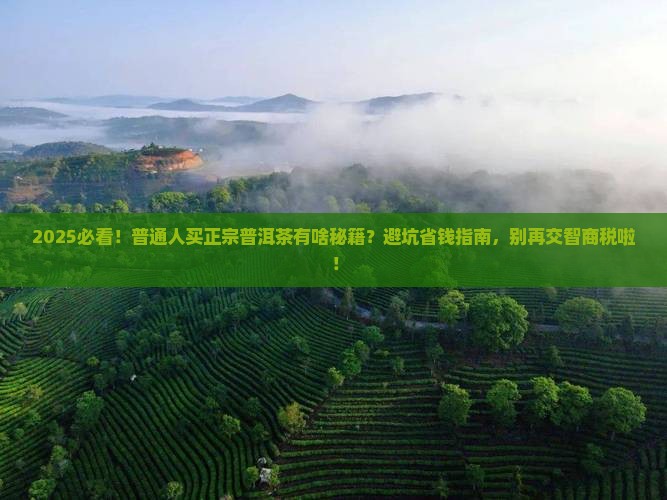 普通人买得到正宗普洱茶吗