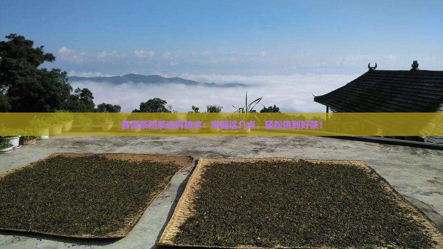 普洱茶熟茶选购技术