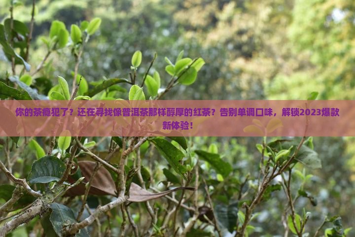 和普洱茶类似的红茶