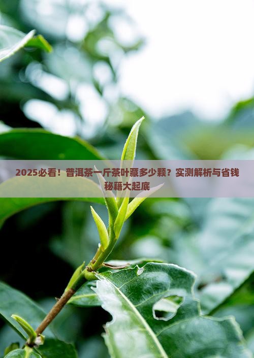 普洱茶一斤茶叶有多少颗
