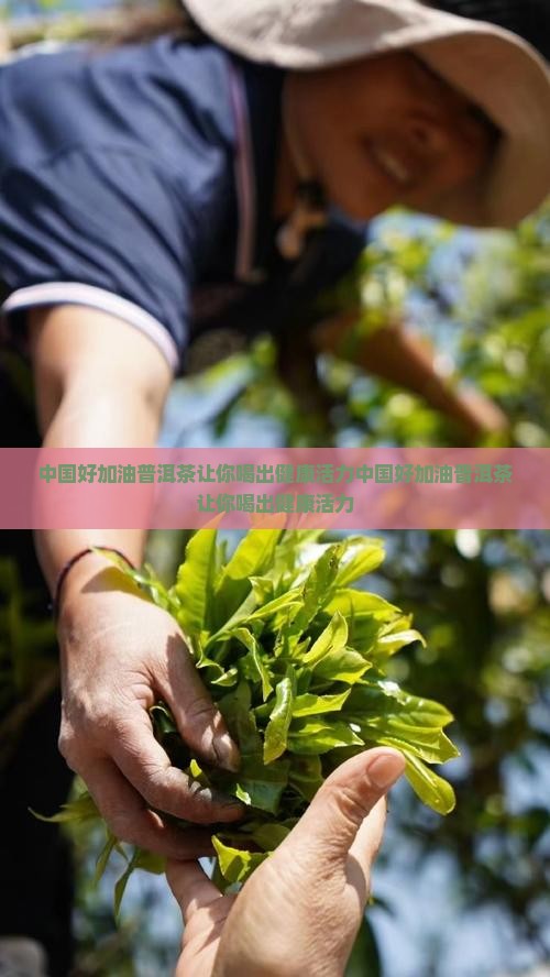 中国好加油普洱茶