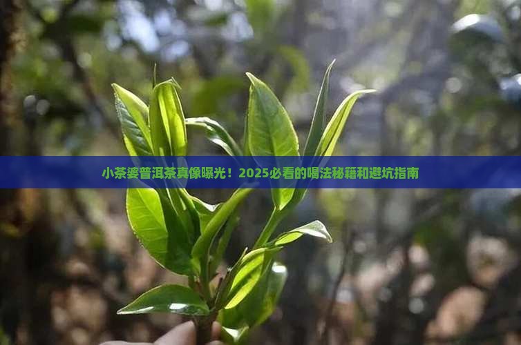 小茶婆普洱茶直播