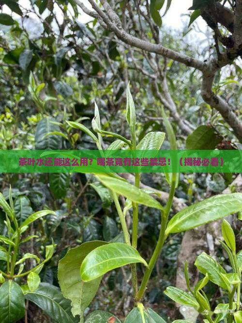 茶叶水的用处喝茶的禁忌
