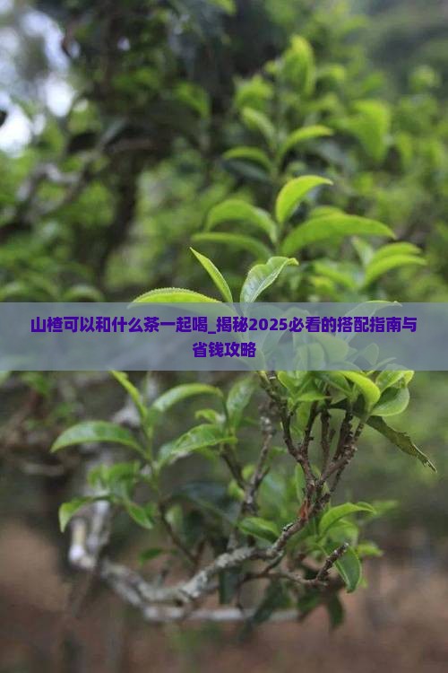 山楂可以和什么茶一起喝