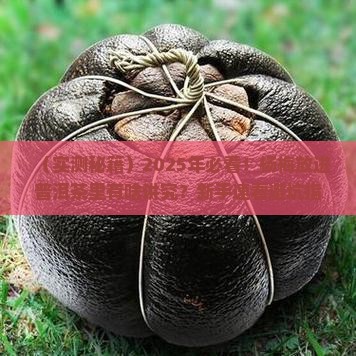 杨梅可以放在普洱茶里吗