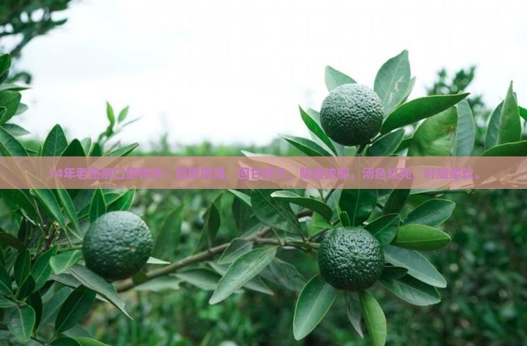 14年老熟茶口感特点
