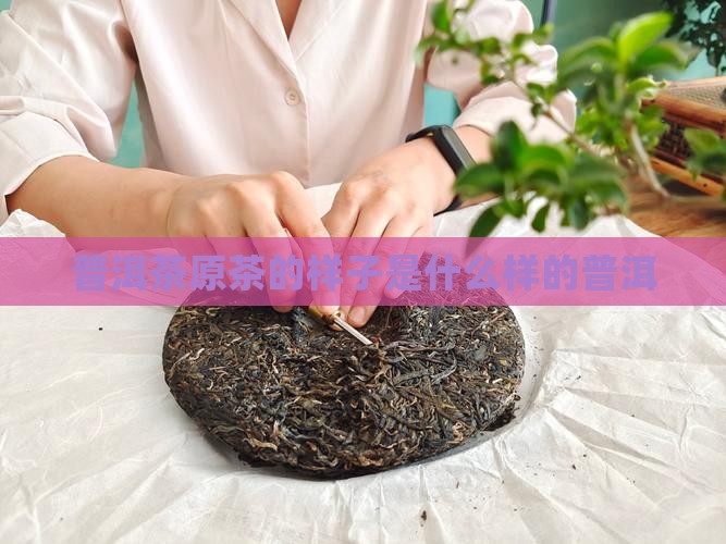 普洱茶原茶长啥样子的