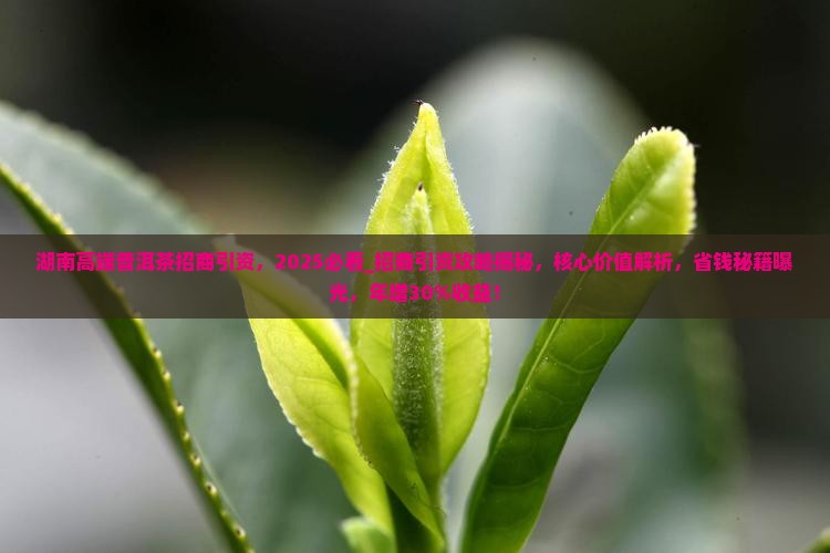 湖南高端普洱茶招商引资