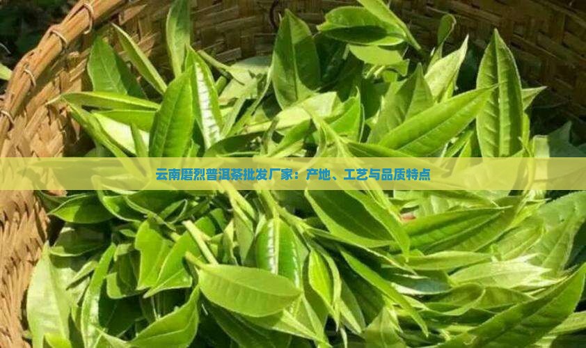 云南磨烈普洱茶批发厂家