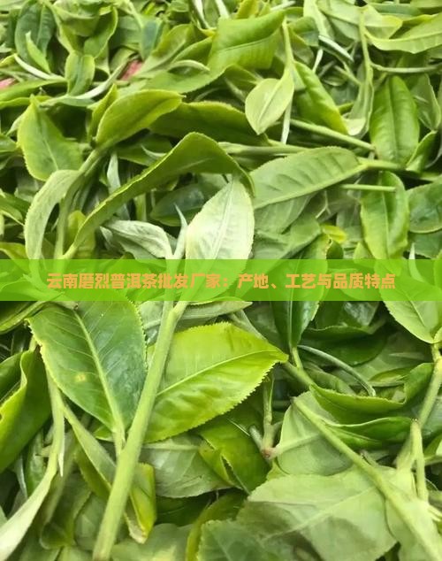 云南磨烈普洱茶批发厂家