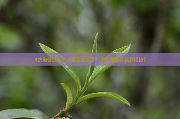 泡普洱茶不洗可以么