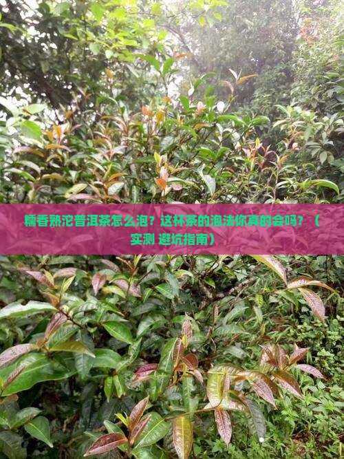 糯香熟沱普洱茶怎么泡