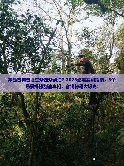 冰岛古树普洱生茶熟茶刮油