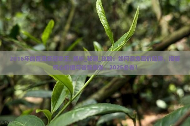 2016年的普洱茶班章王