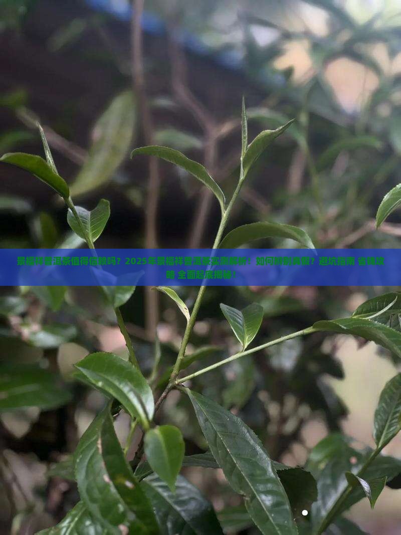 景福祥普洱茶值得信赖