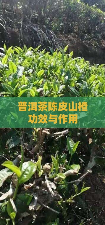 普洱茶陈皮山楂功效与作用