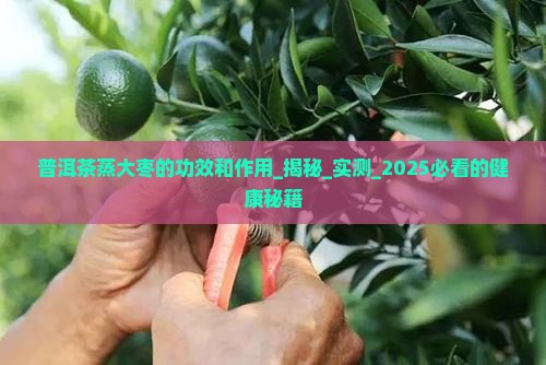 普洱茶蒸大枣的功效和作用