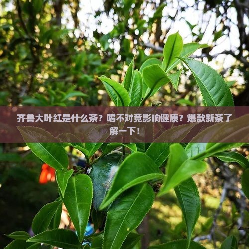 齐鲁大叶红是什么茶