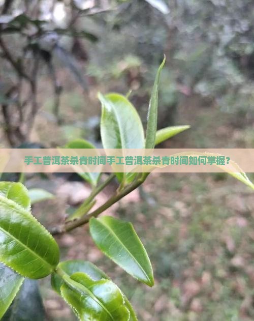 手工普洱茶杀青时间