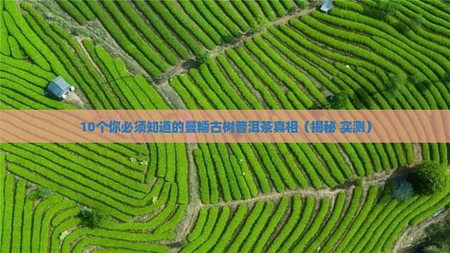 曼糯古树普洱茶特点