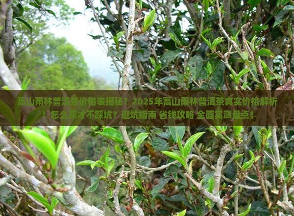 高山雨林普洱茶价格表