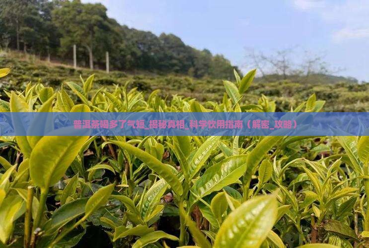 普洱茶喝多了气短