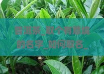 普洱茶取个有意境的名字