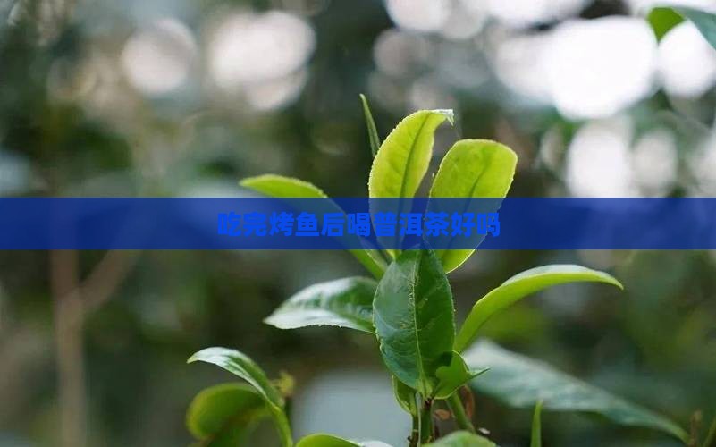 吃完烤鱼喝杯普洱茶好吗