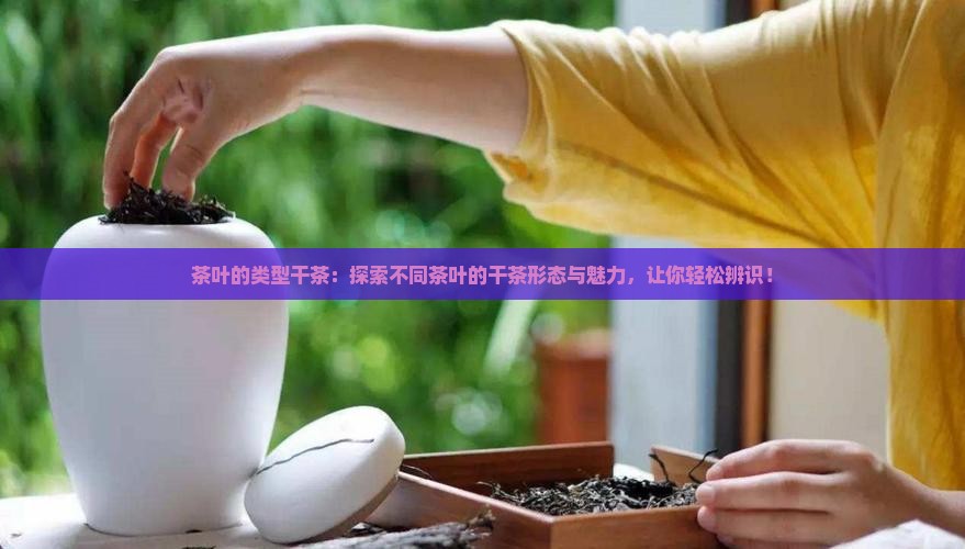茶叶的类型干茶