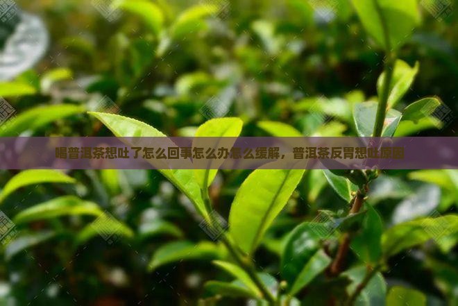 喝普洱茶想吐了