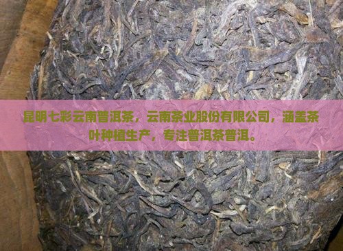 昆明盘龙七彩云南普洱茶
