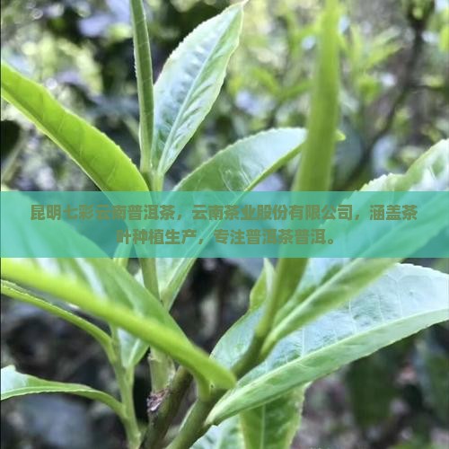 昆明盘龙七彩云南普洱茶