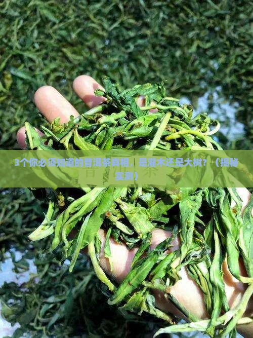 普洱茶是灌木还是大树