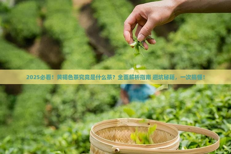 黄褐色的茶是什么茶
