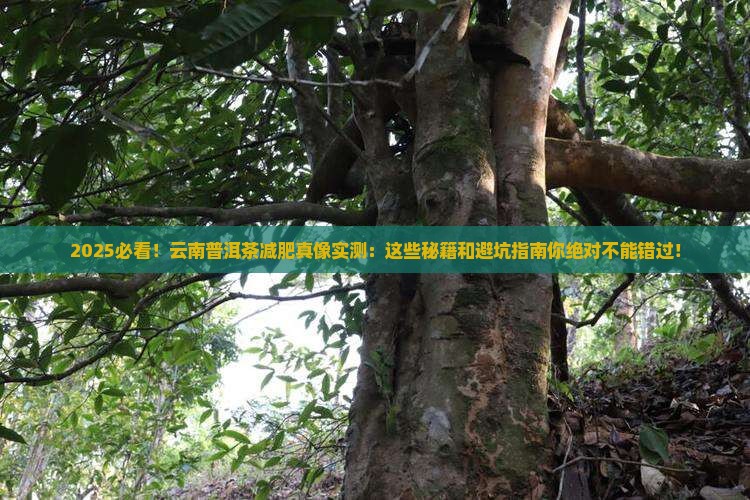 云南普洱茶减肥效果怎么样