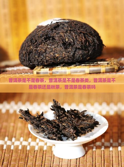 普洱茶是不是春茶